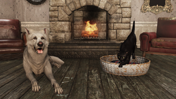 S19 Pets 1080p