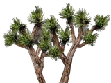 Joshua tree