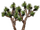 Joshua tree