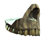 Human jaw.png (53 KB) Human jaw