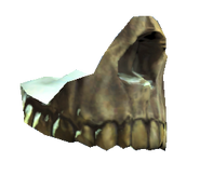 Human jaw