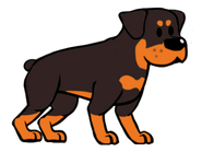 Rottweiler