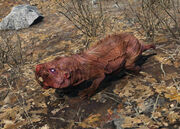 Fo4 rabid mole rat