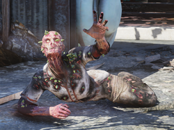 FO76 Scorched Plague