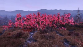 FO76 Sparse Sundew Grove