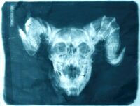 X-rays of a deathclaw seen in Automatron