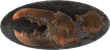 FO4-Mounted-Mirelurk-Claw