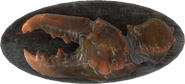 A mounted mirelurk claw