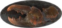 FO4-Mounted-Mirelurk-Claw.png (640 KB) A mounted mirelurk claw