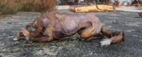 FO76 fox lying down.png (1.79 MB) Snoozing fox