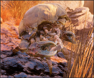 Mirelurk crab