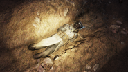 Corpse in the Brotherhood graveyard