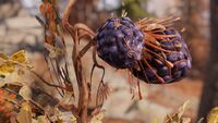 Wild blackberry