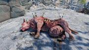 FO76 Brahmin needles attack.jpg