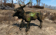 Fo4 glowing radstag