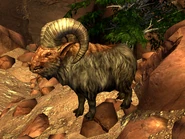 LM bighorner calf.jpg (339 kB) Ternera de muflón perdida