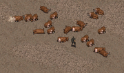 A herd of brahmin