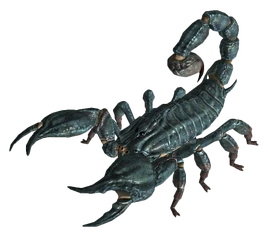 Radscorpion