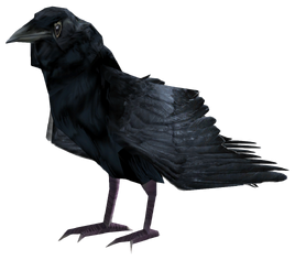 Raven