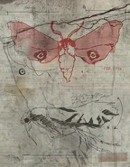 Croquis de l'Homme-Phalène