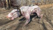 FO4 Alpha albino mongrel