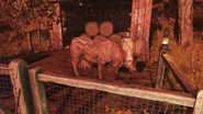 FO76 Brahmin friend 2