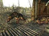 Yao Guai (Fallout 3)