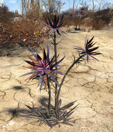 Thistle plant