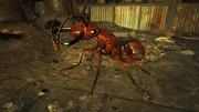 Fo4NW Soldier ant
