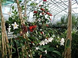 Nursery Gardens