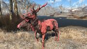 FO4 Rabid Radstag