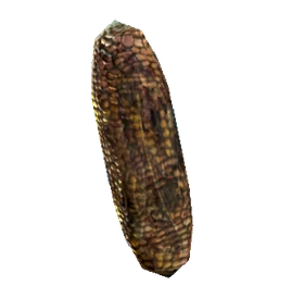 Wild corn