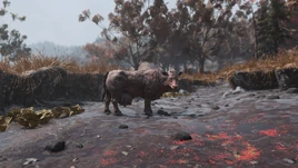 FO76 191020 Sassy Myrtle