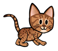 Ocicat