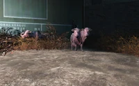 Brahmin in Diamond City