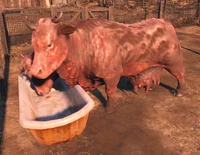 Clarabell desfrutando um pouco da comida