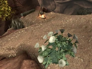 Datura-Wurzel nahe der Half Mouse-Höhle