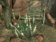 Nahe einer Brücke bei der Stone Bones-Höhle