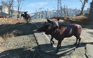 FO4 Two Radstag