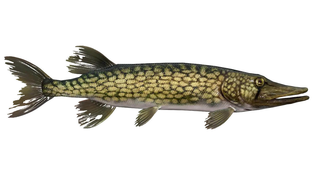 Chain pickerel | Fallout Wiki | Fandom