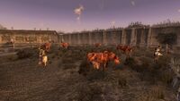 The brahmin herd