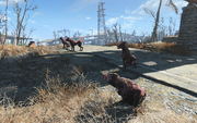 FO4 Pack of Wild Dogs