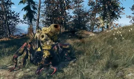 FO76 Honey beast