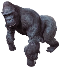 Gorilla