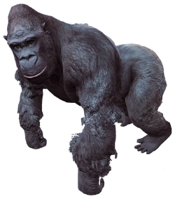 Gorilla