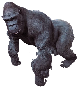 Gorilla