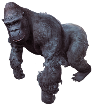 Gorilla.png