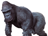 Gorilla