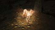Scorched Mongrel.png