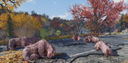 FO76 Dead Brahmin Herd